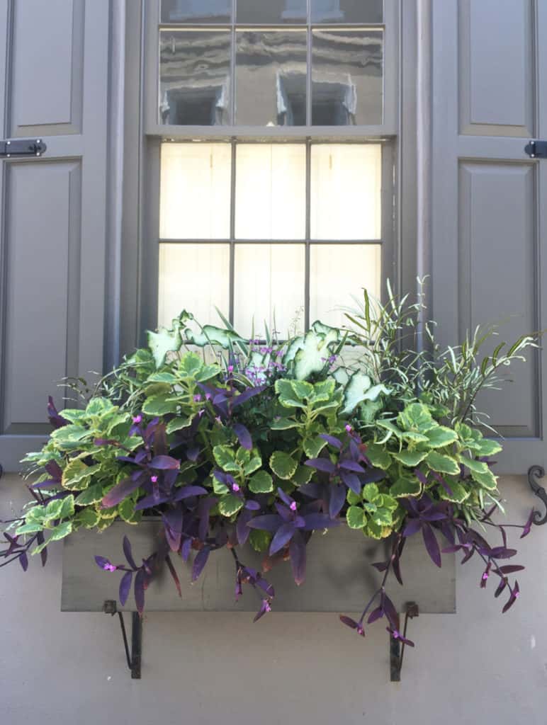 Charleston Window Box Gray Building with Purple Flowers