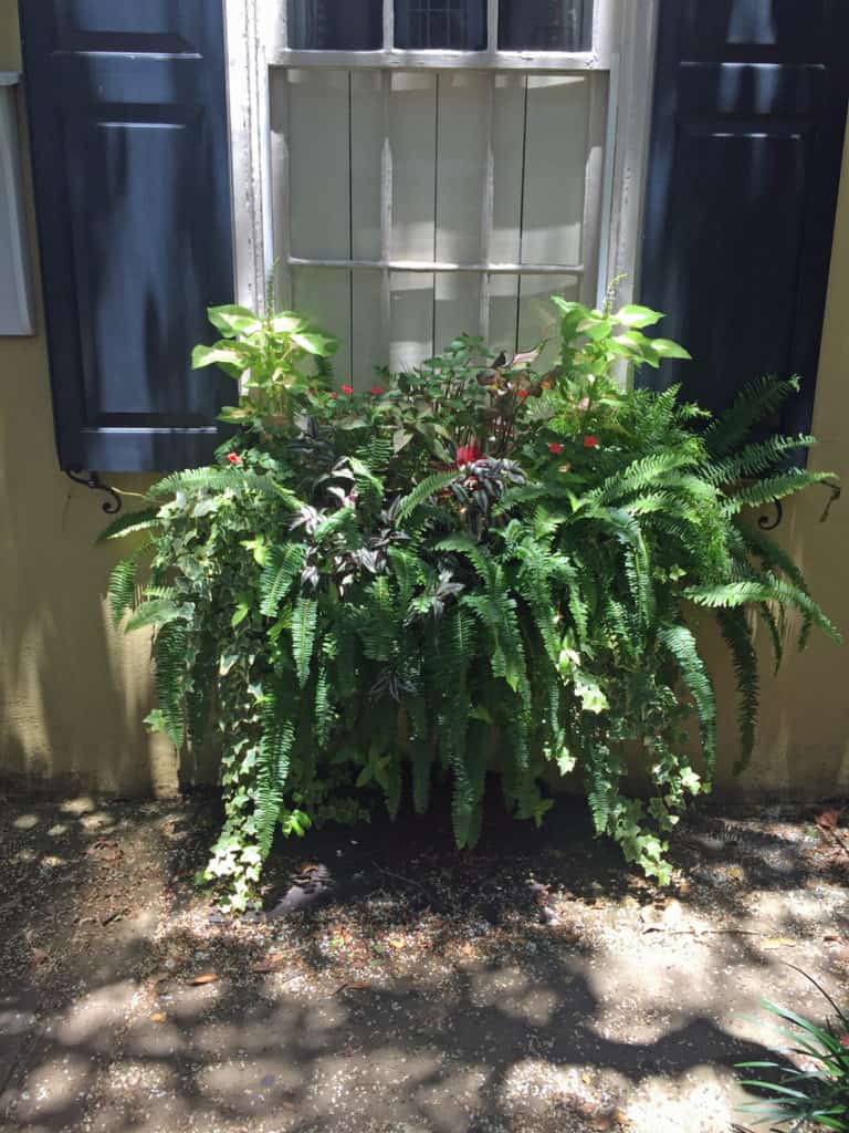 Charleston Window Box Mustard Yellow Building