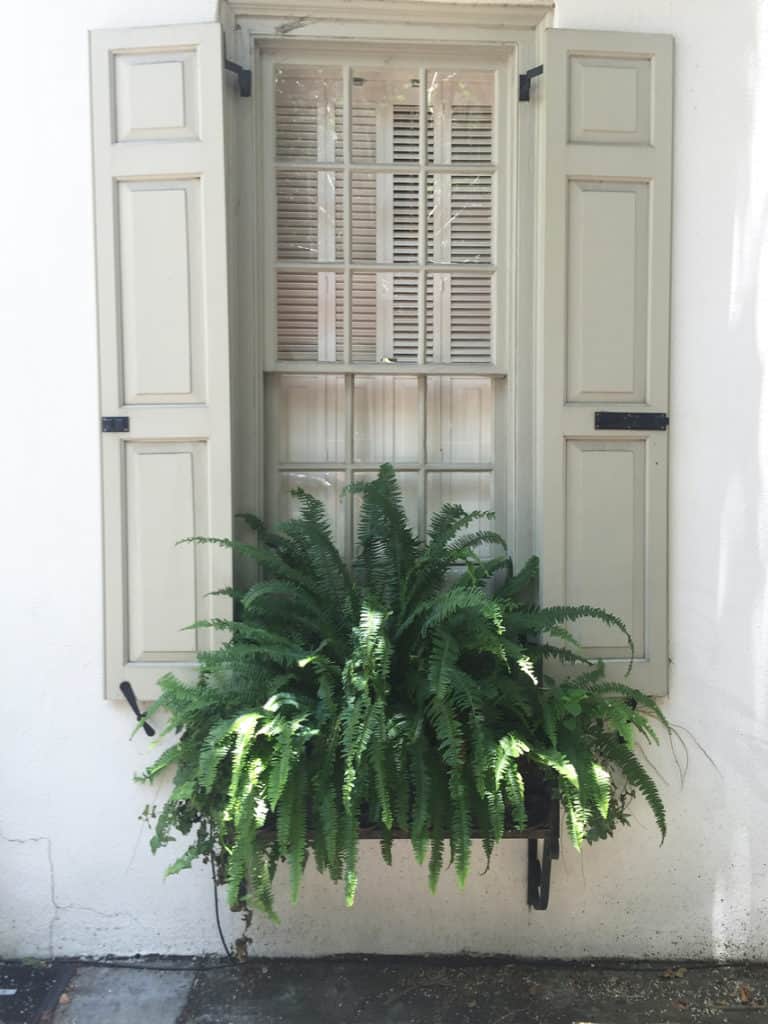 Charleston Window Box Fern Pop of Green 