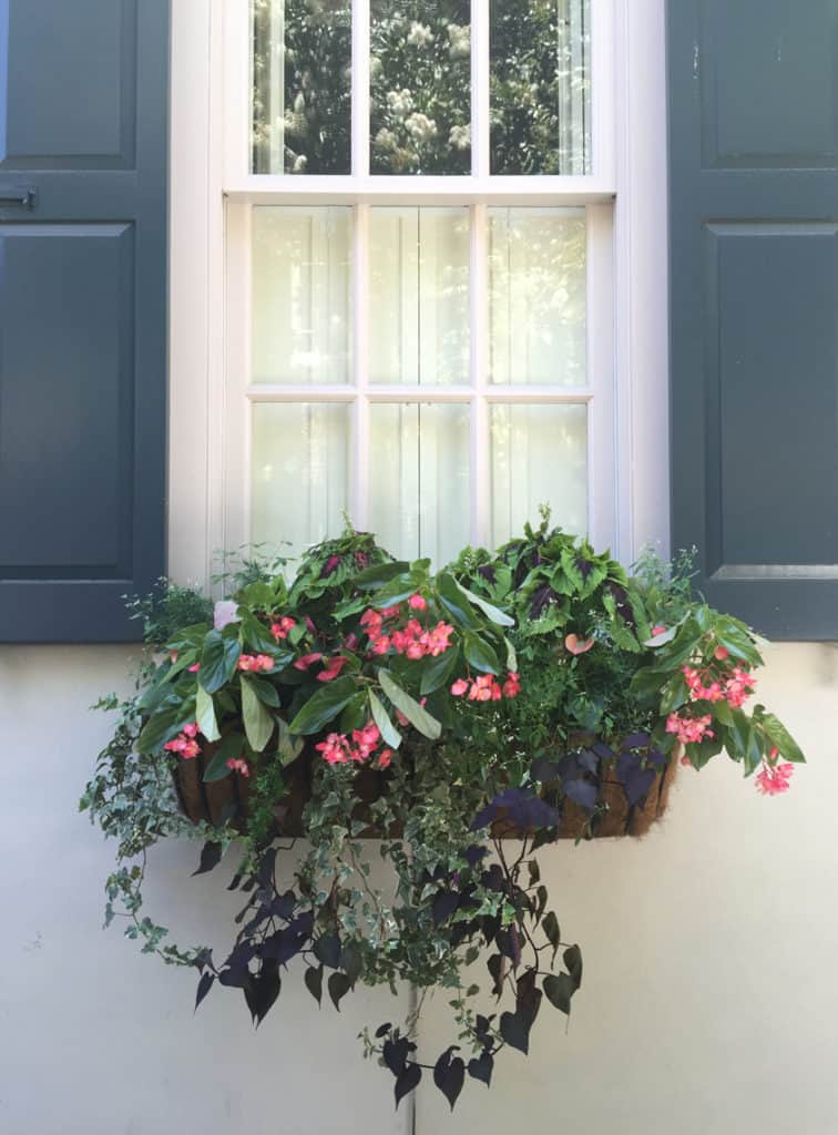 Charleston Window Box Blue Shutters