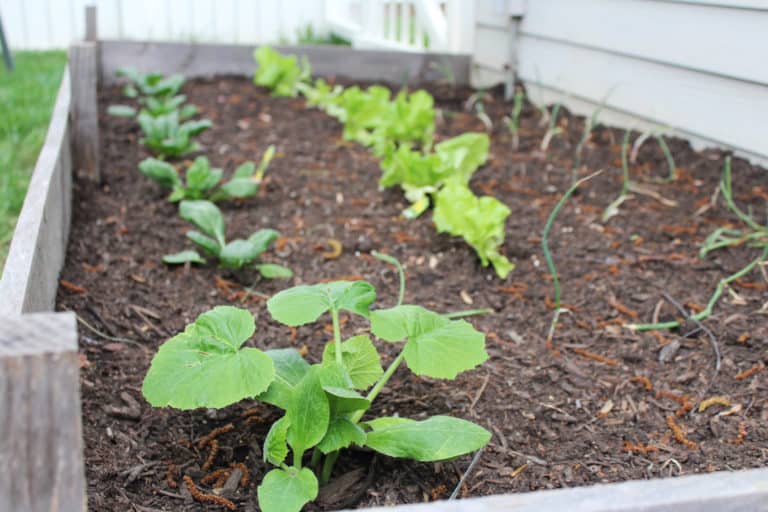 Top 5 Tips For Planting A Raised Bed Vegetable Garden