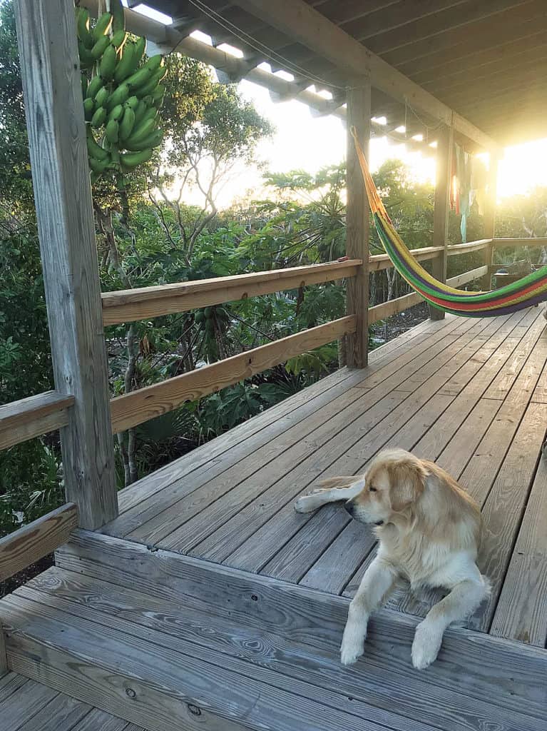 Home of the Month: Beautiful Bahamian Home (For Sale) dog