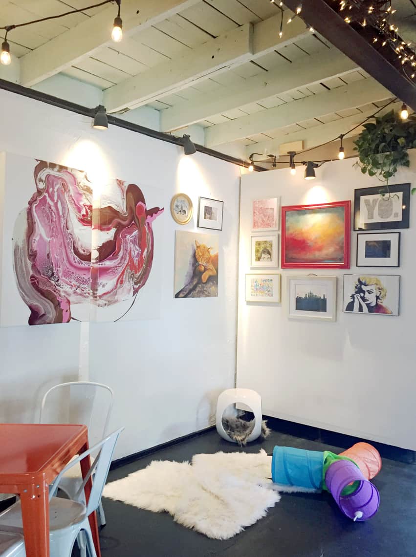 Local Spotlight: Mac Tabby Cat Cafe, Charlotte, NC cat room